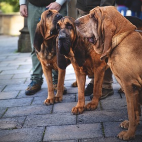 Bloodhound, pes svatého Huberta
