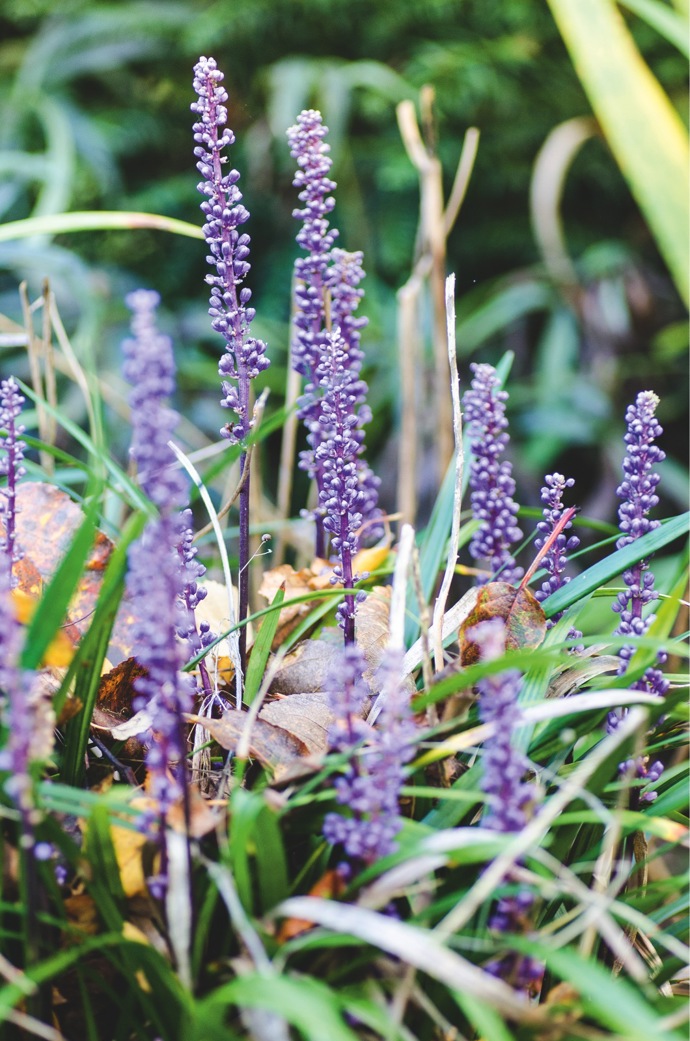 Podzimní obdoba modřence – liriope
