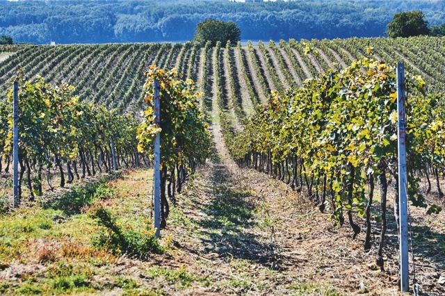 Moravská vinice
