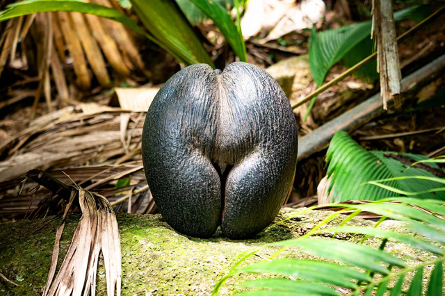 Rekordně velký plod palmy, která se vyskytuje na Seychelách