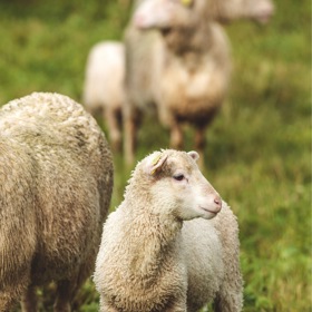 Jamtlandské merino ovce
