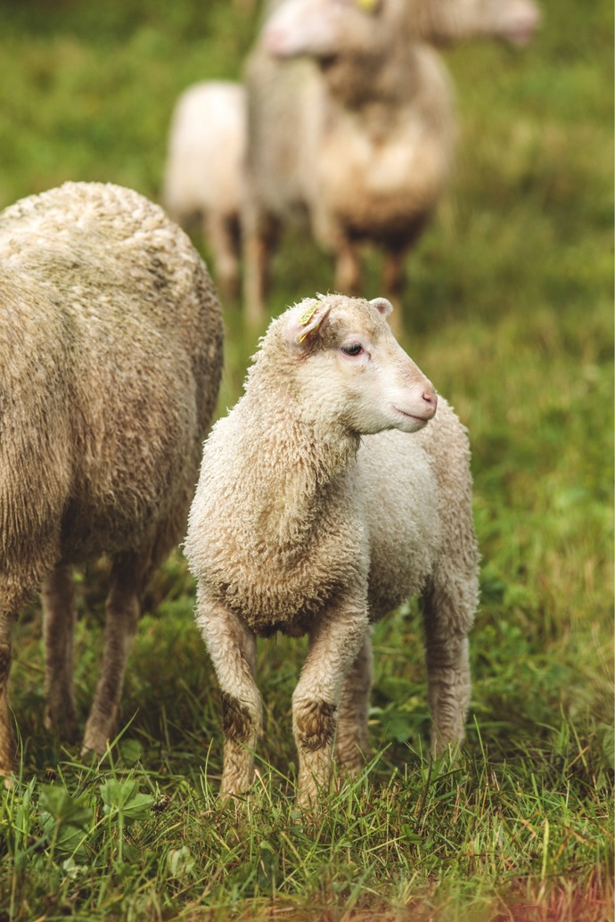 Jamtlandské merino ovce
