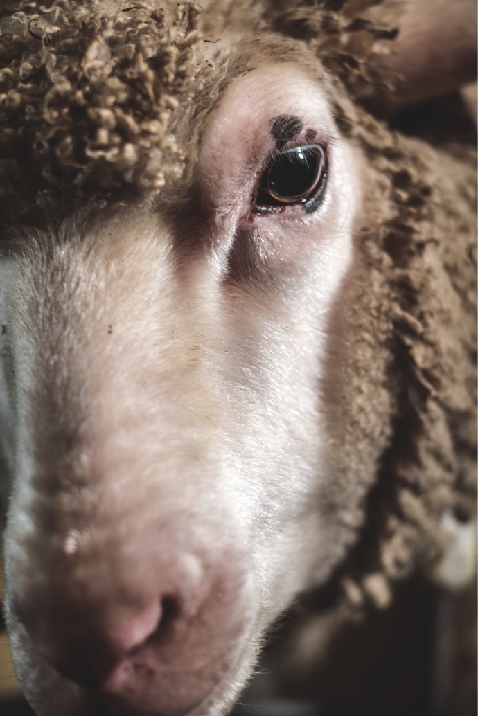 Jamtlandská ovce merino
