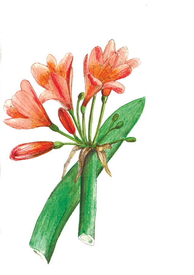 Klívie červená –Clivia miniata
