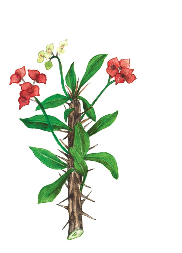Pryšec zářivý –Euphorbia millii
