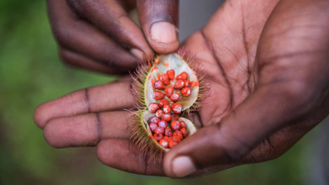Zanzibarské plantáže
