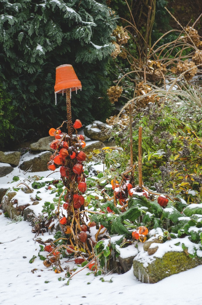 Zahrada si dopřává odpočinek, to ale neznamená, že musí vypadat jako černobílá fotogafie. Lampionky mochyně židovské si barvu uchovají až do nového roku.
Zahrada si dopřává odpočinek, to ale neznamená, že musí vypadat jako černobílá fotogafie. Lampionky mochyně židovské si barvu uchovají až do nového roku.