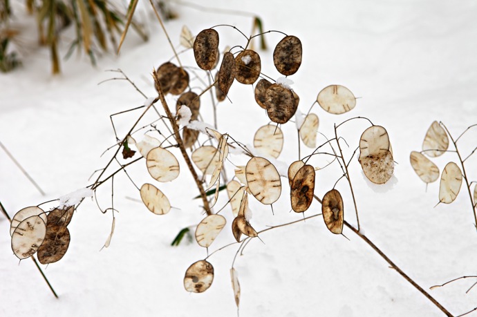 Měsíčnice – lunaria, je krásná i ve sněhu.
