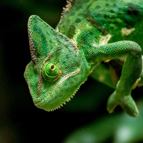 Chameleon není dvakrát zábavný tvor a jeho ochočení se často nepodaří, i přesto že mu věnujete dostatek času.

