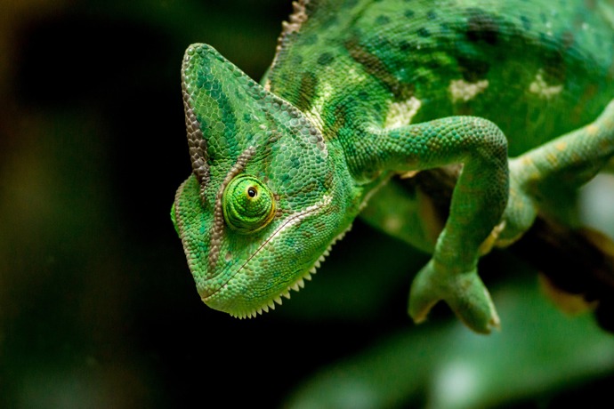 Chameleon není dvakrát zábavný tvor a jeho ochočení se často nepodaří, i přesto že mu věnujete dostatek času.
