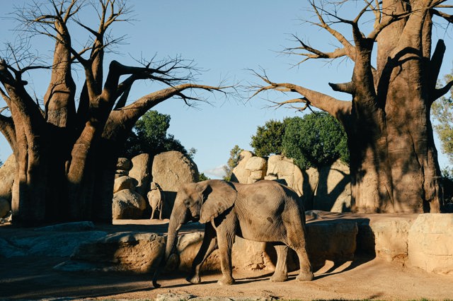 Baobab
