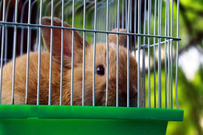 Králíci potřebují také volný pohyb. Jejich pozornosti ale neunikne jediný kabel.
