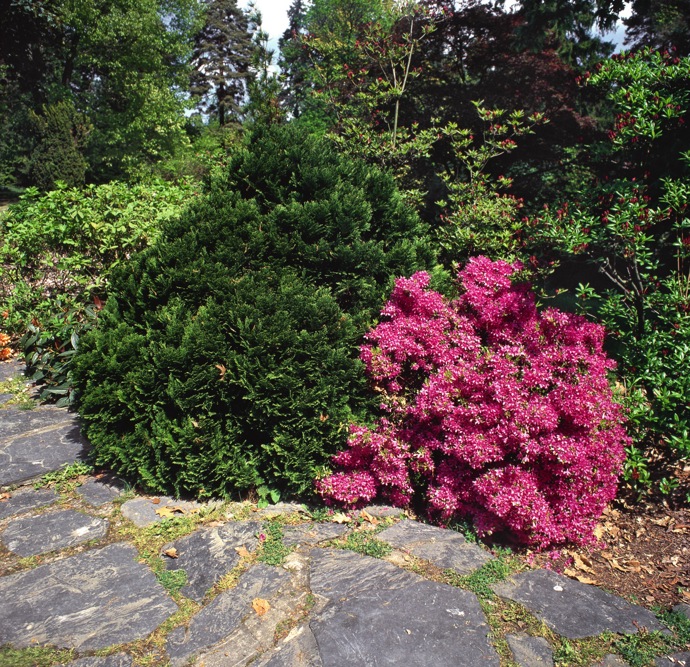Arboretum Nový Dvůr proslavily rododendrony i sekvoje staré tisíce let.
Arboretum Nový Dvůr proslavily rododendrony i sekvoje staré tisíce let.