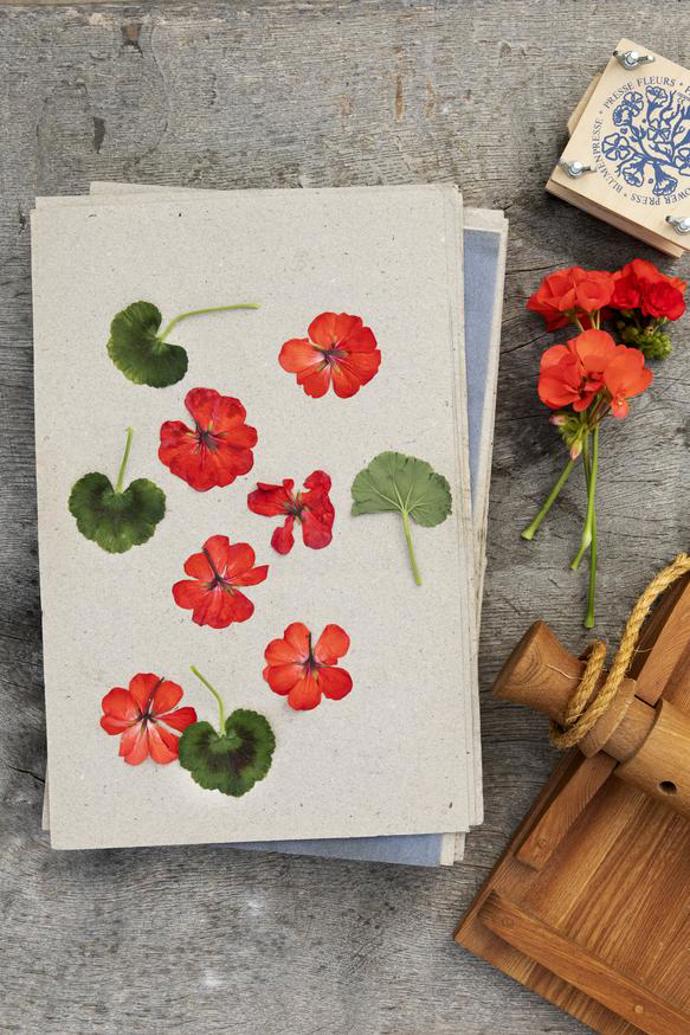 Galerie: DIY dekorace ze sušených muškátů Galerie: DIY dekorace ze sušených muškátů