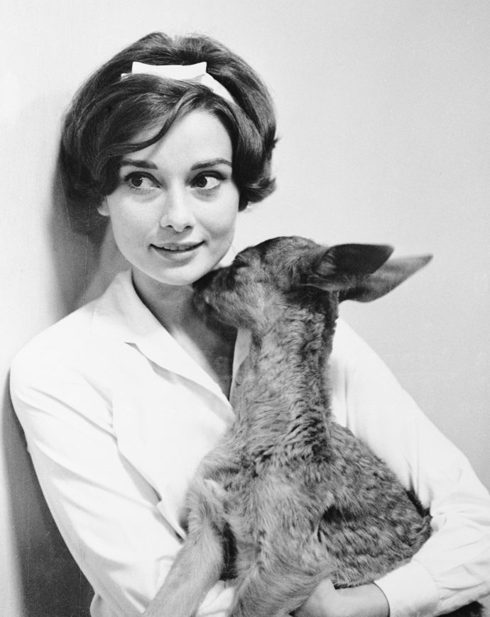 Audrey Hepburn s milovaným srnečkem.

