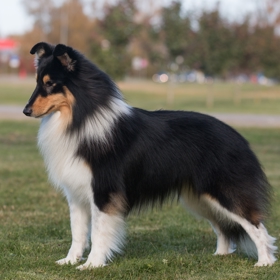 Sheltie
