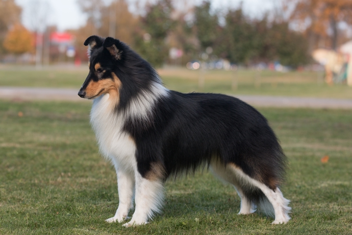 Sheltie
