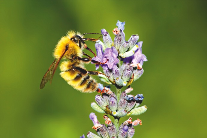 Galerie: Ze života čmeláka Galerie: Ze života čmeláka