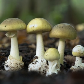 Na fotce na smrtelně jedovatá muchomůrka zelená. Její zbarvení je velmi variabilní, což zvyšuje riziko záměny za neškodné houby. V poslední době dochází k častým za jiné jedlé houby, jako jsou například pečárky ovčí, nazelenalé holubinky nebo bedly vysoké.
