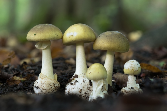 Na fotce na smrtelně jedovatá muchomůrka zelená. Její zbarvení je velmi variabilní, což zvyšuje riziko záměny za neškodné houby. V poslední době dochází k častým za jiné jedlé houby, jako jsou například pečárky ovčí, nazelenalé holubinky nebo bedly vysoké.
