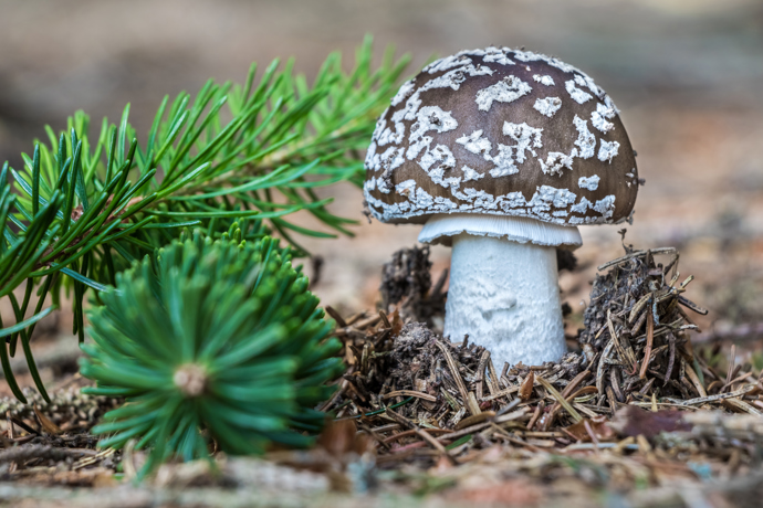 Na kořeni chybí růžovce a šedivce charakteristická pochva, kterou má muchomůrka tygrovaná. Na fotce je jedlá muchomůrka šedivka, kterou by měli sbírat pouze zkušení houbaři. 
