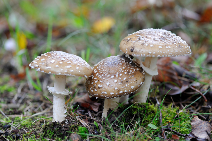 Zatímco muchomůrka tygrovaná má kalich s přechody, muchomůrka růžovka má kalich bez přechodů, po řezu je načervenalá. Na fotce je jedovatá muchomůrka tygrovaná.
