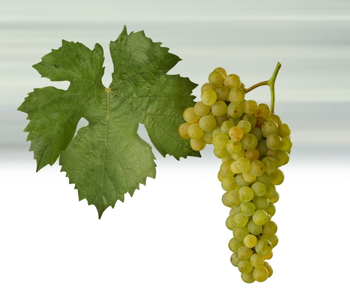Hrozen Müller Thurgau
Hrozen Müller Thurgau
