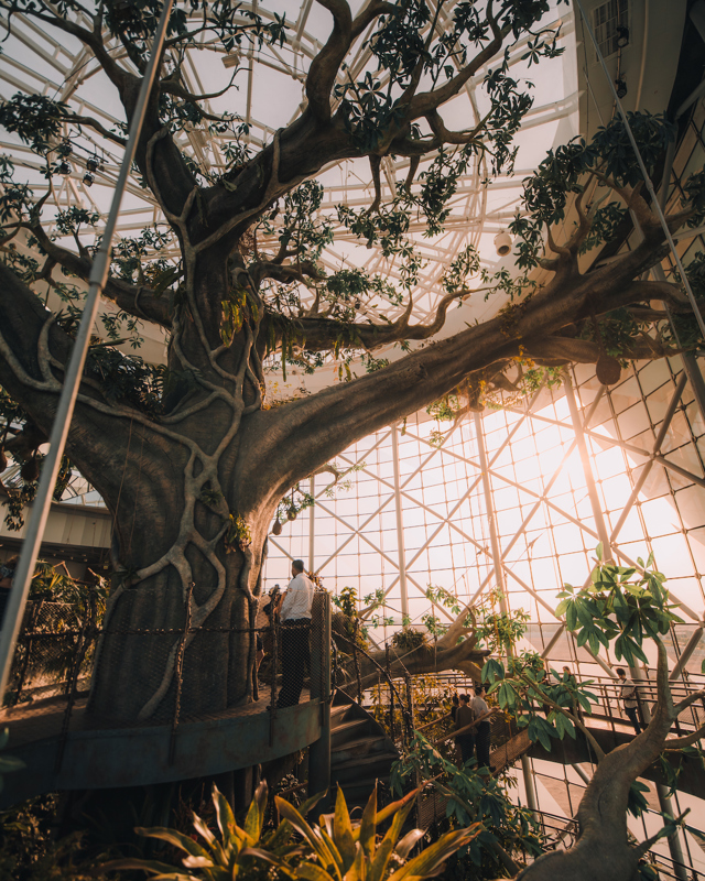 The Green Planet