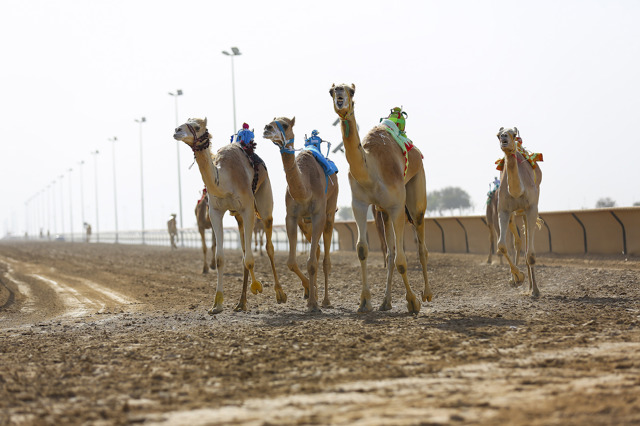 velbloudi dubaj