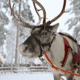 V Rovaniemi jsou k vidění dokonce i sobi
