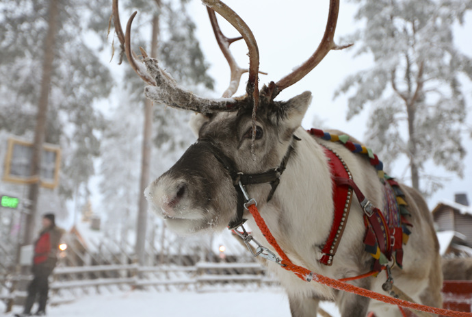 V Rovaniemi jsou k vidění dokonce i sobi
V Rovaniemi jsou k vidění dokonce i sobi