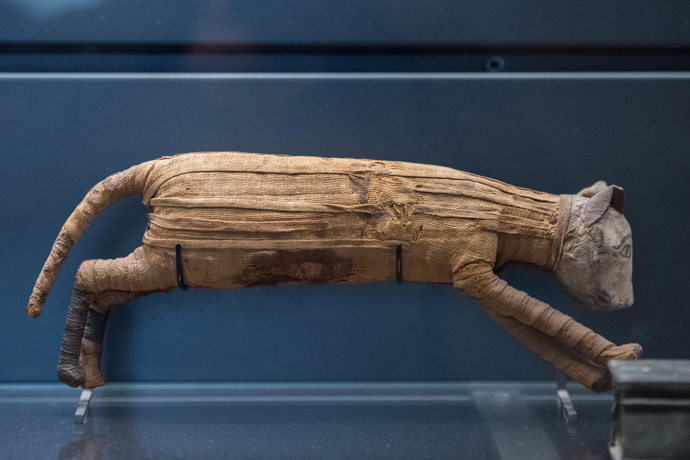 Kočky byly ve starověkém Egyptě považovány za posvátná zvířata. Proto se dochovalo v hrobkách mnoho jejich mumií.
