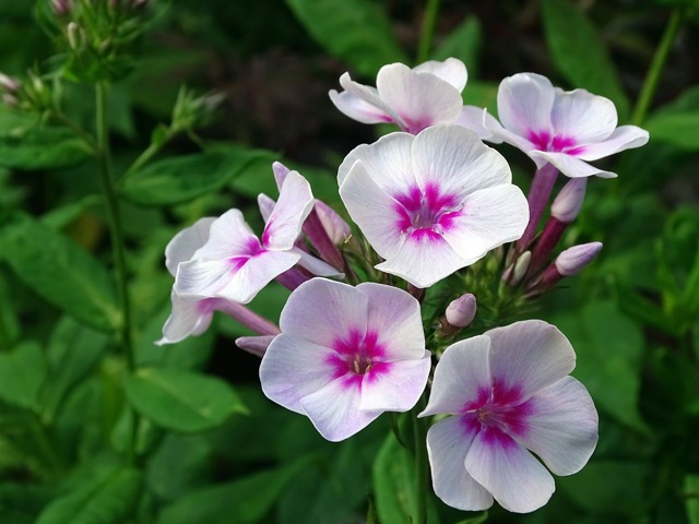 Trvalka Phlox.