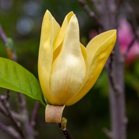 Žluté kultivary magnolie jsou například Olivia, Yellow Bird a Daphne.
