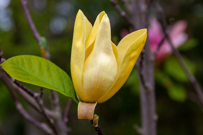 Žluté kultivary magnolie jsou například Olivia, Yellow Bird a Daphne.
