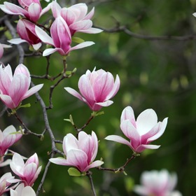 Světle růžové kultivary magnolie jsou Soulangeana, Pink Beauty a Athene.
