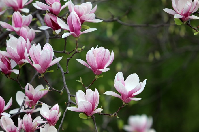 Světle růžové kultivary magnolie jsou Soulangeana, Pink Beauty a Athene.
