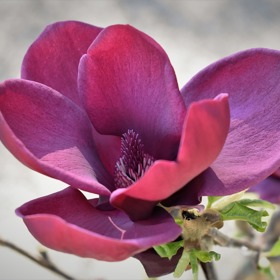 Tmavě růžové kultivary magnolie jsou Genie, Cameo a Black Tulip.
