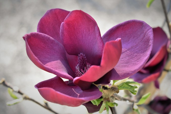 Tmavě růžové kultivary magnolie jsou Genie, Cameo a Black Tulip.
