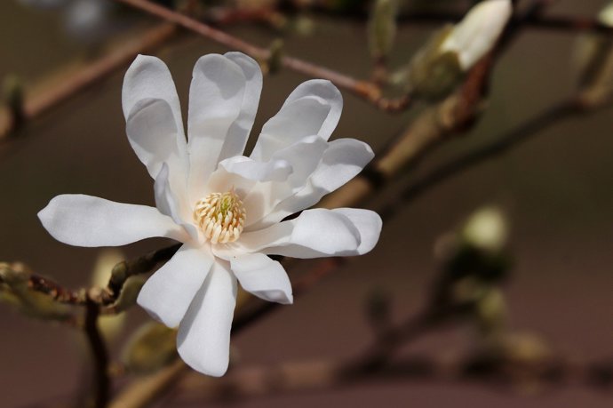 Bílé kultivary magnolie jsou Leda, Wildcat a Stellata.
