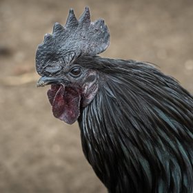 Plemeno Ayam Cemani zaujme svým vzhledem.
