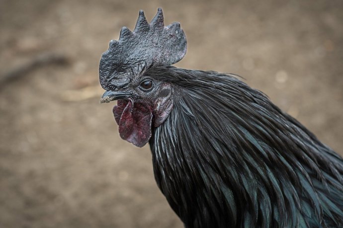 Plemeno Ayam Cemani zaujme svým vzhledem.
Plemeno Ayam Cemani zaujme svým vzhledem.