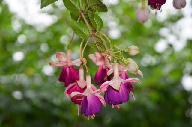 Fuchsie.
