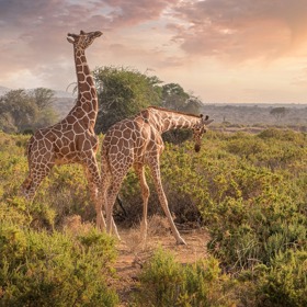 Výlet na safari je nezapomenutelným zážitkem na celý život.
