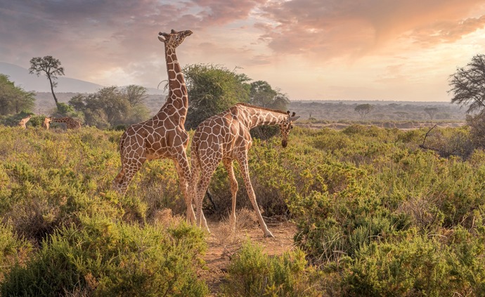 Výlet na safari je nezapomenutelným zážitkem na celý život.
Výlet na safari je nezapomenutelným zážitkem na celý život.