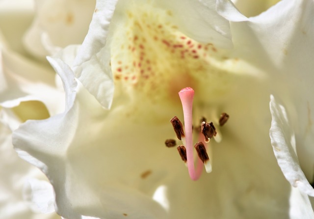 Bílý rododendron.
