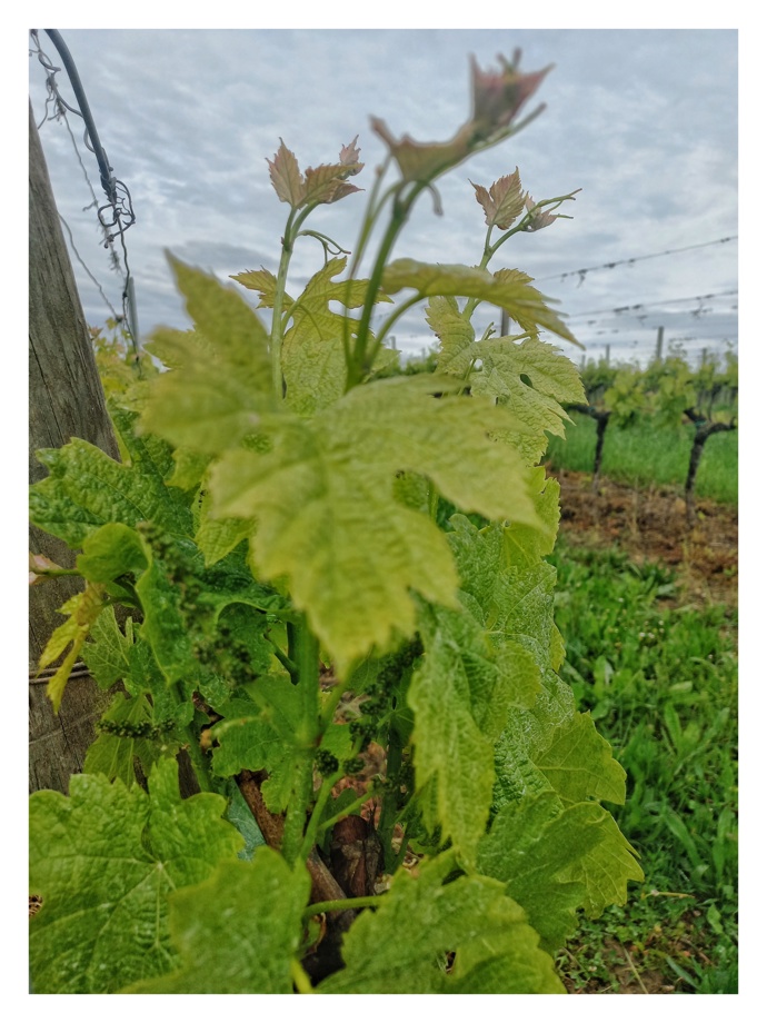 Vinařská oblast Bordeaux ve Francii
