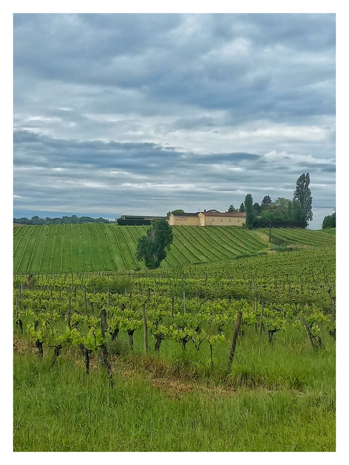 Vinařská oblast Bordeaux ve Francii
