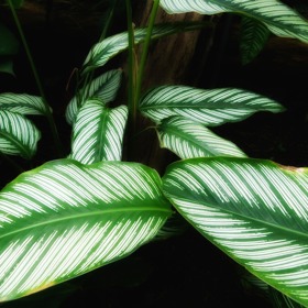 Calathea.

