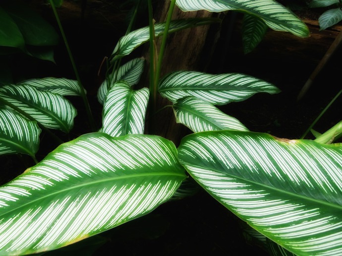 Calathea.
Calathea.
